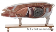 pig_anatomical_model