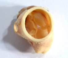flexible heart valve specimen