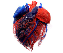 heart anatomy cast