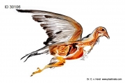 Dove plastinate bird anatomy specimen