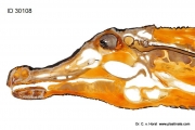 Crocodile head anatomy plastination