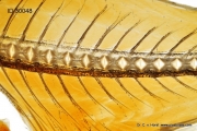 fish_spine_spinal_cord_cns