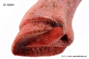 Huf Fohlen Gefäßausguss der Blutgefäße - Anatomie der Zehe beim Pferd