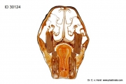 Horse head anatomical plastinate