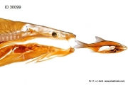 Hunting fish plastination specimen with anatomical details