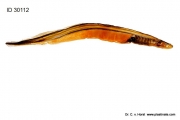 lamprey-anatomy_specimen