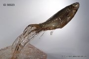 museum_specimen_fish_preparation_jumping_diorama