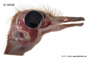 ostrich_head_pecten_oculi_sinus_infraorbitalis_anatomy